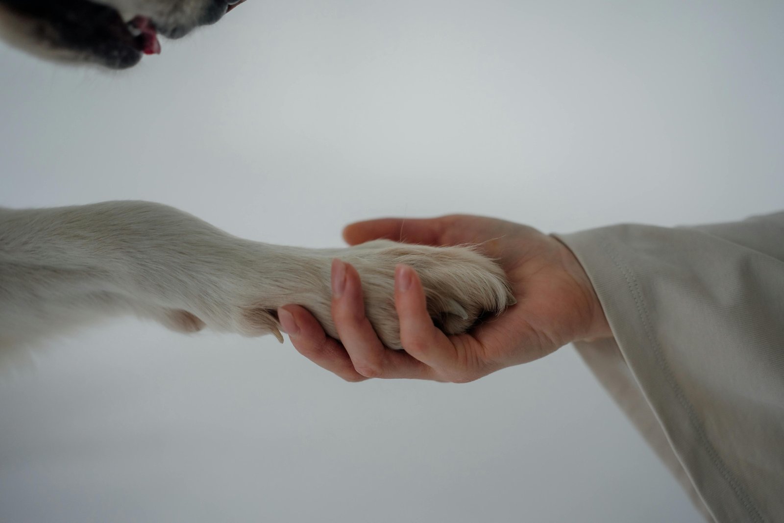 A person's hand gently holding a dog's paw against a pale background