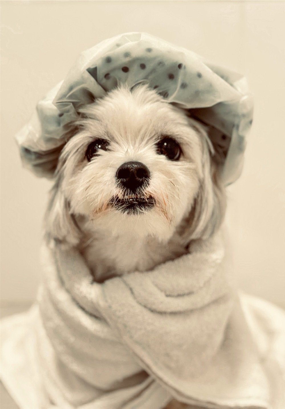 A small white dog in a polka-dot shower cap, wrapped in a towel after a bath