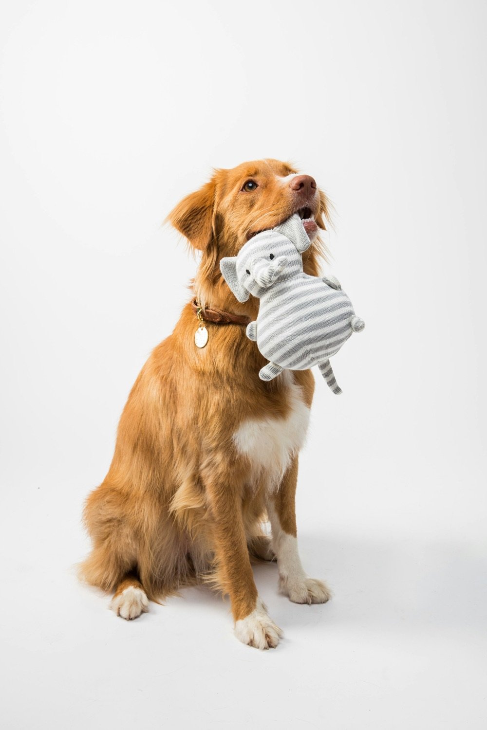 A ginger and white retriever sitting and holding a grey striped knitted elephant toy in its mouth