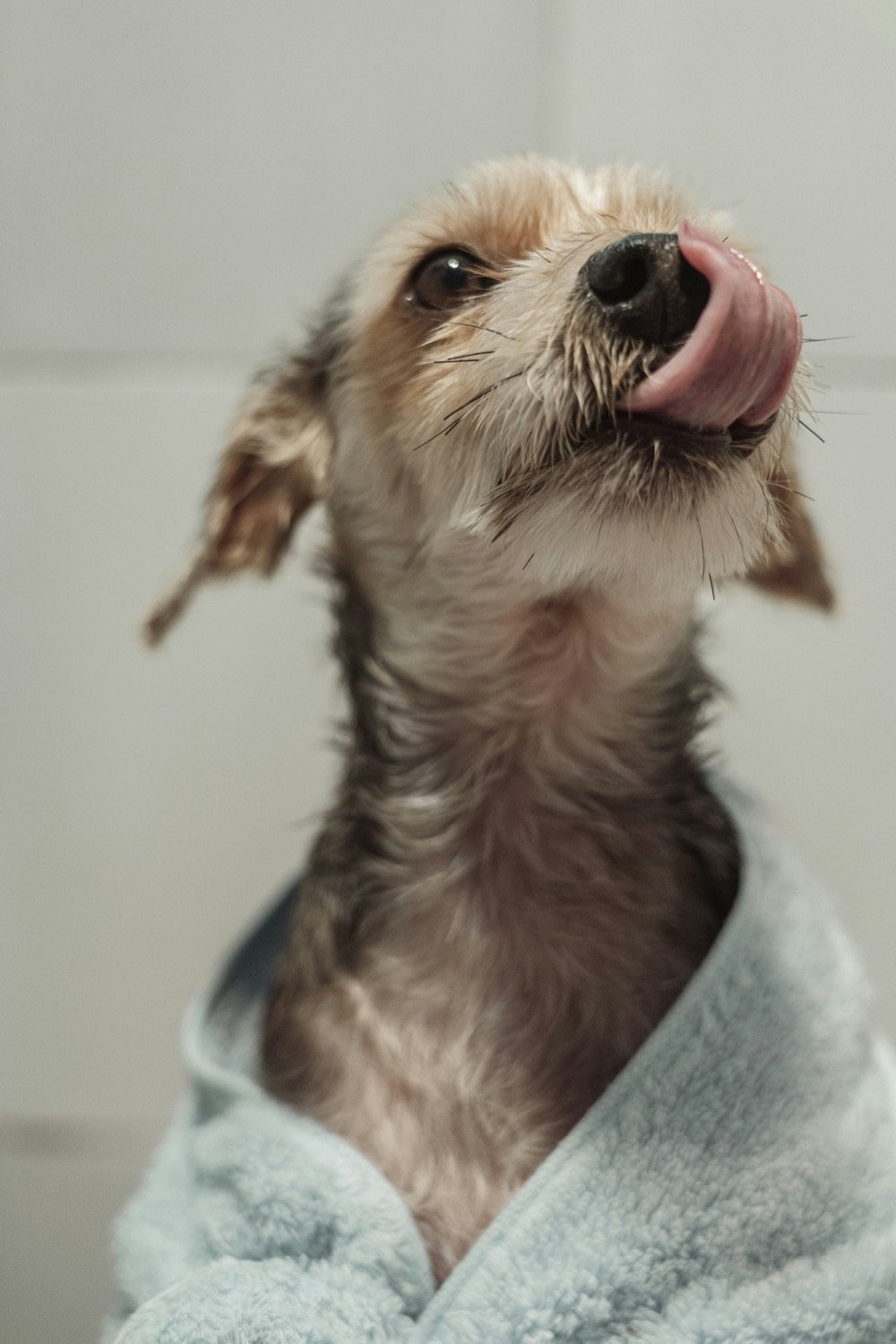 A wet terrier wrapped in a pale blue towel, licking its nose after a bath