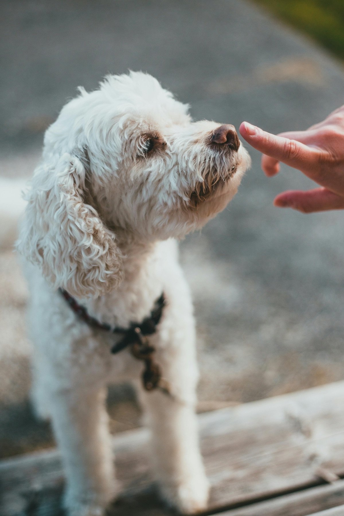 A white cockapoo outdoors reaching up to touch a person's outstretched finger with its nose